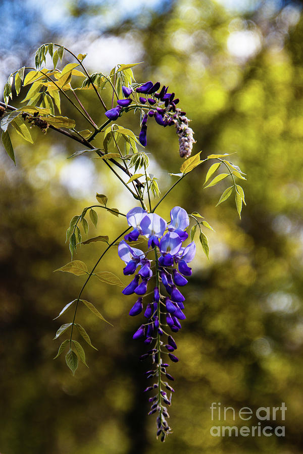 Blue and Purple Wisteria Flowers Photograph by Philip And Robbie Bracco