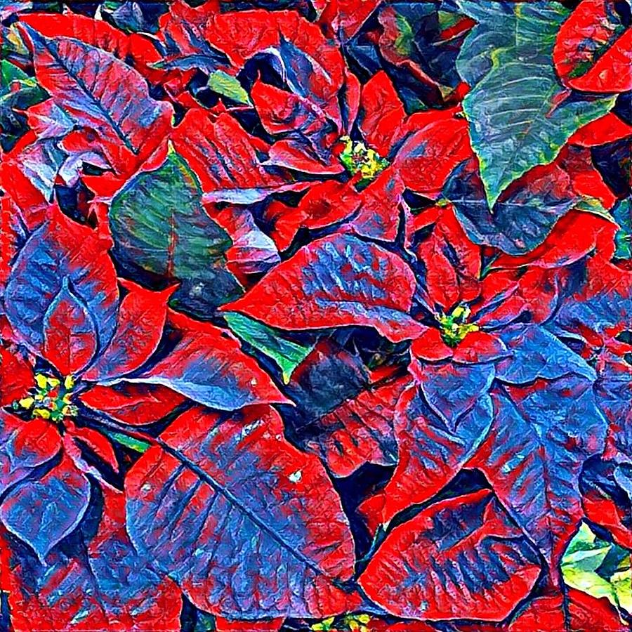Blue and Red Poinsettias Photograph by Vivian Aumond