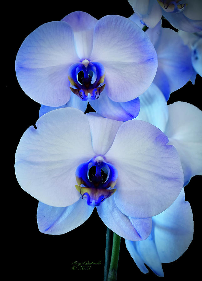 Blue And White Double Orchid Black Bkg Photograph
