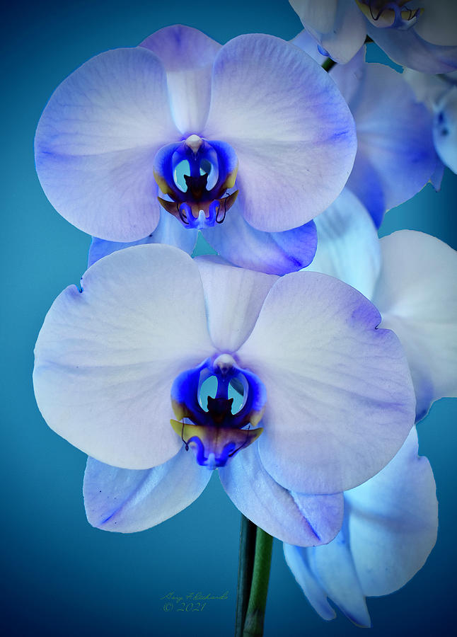 Blue And White Double Orchid Blue Bkg Photograph