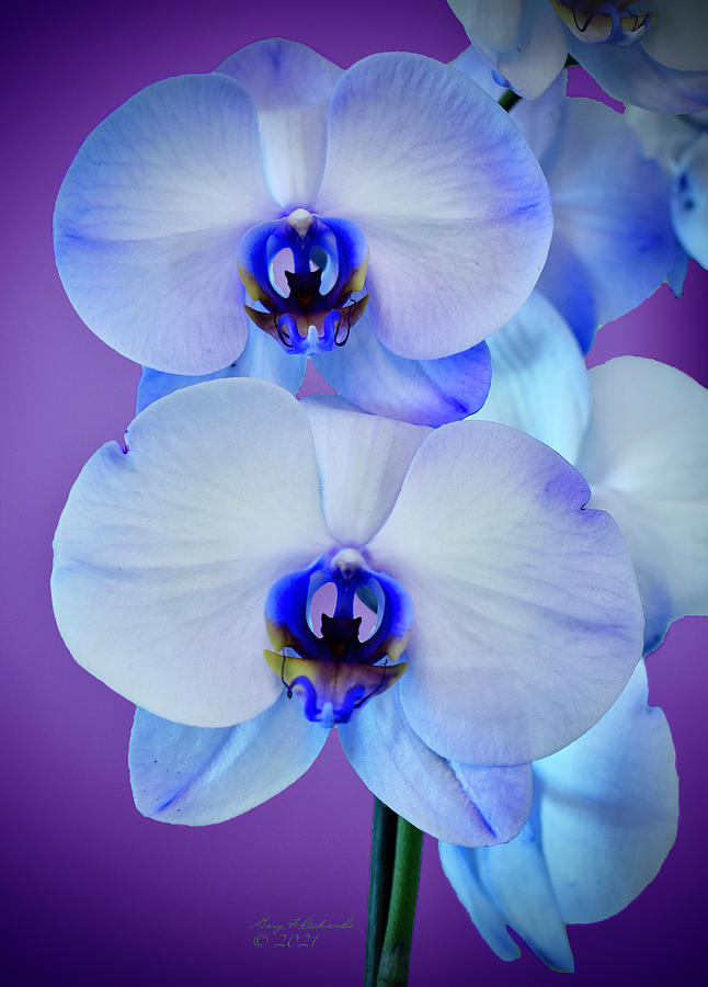 Blue And White Double Orchid Lavender Bkg Photograph