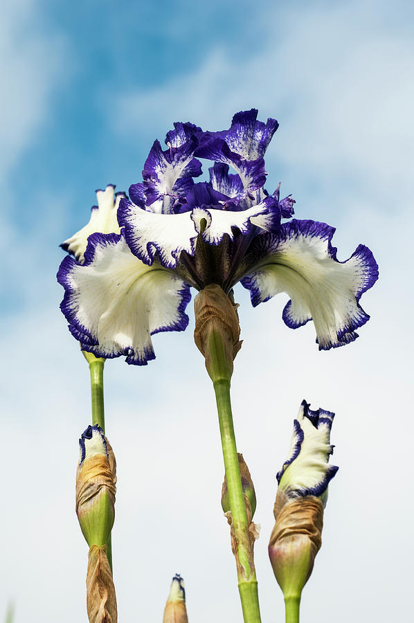 Blue and White German Iris Photograph by Robert Potts
