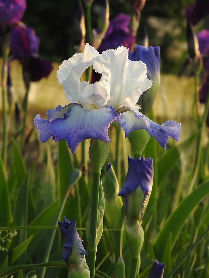 Blue and White Glory Iris Photograph by Barbara Ebeling - Fine Art America