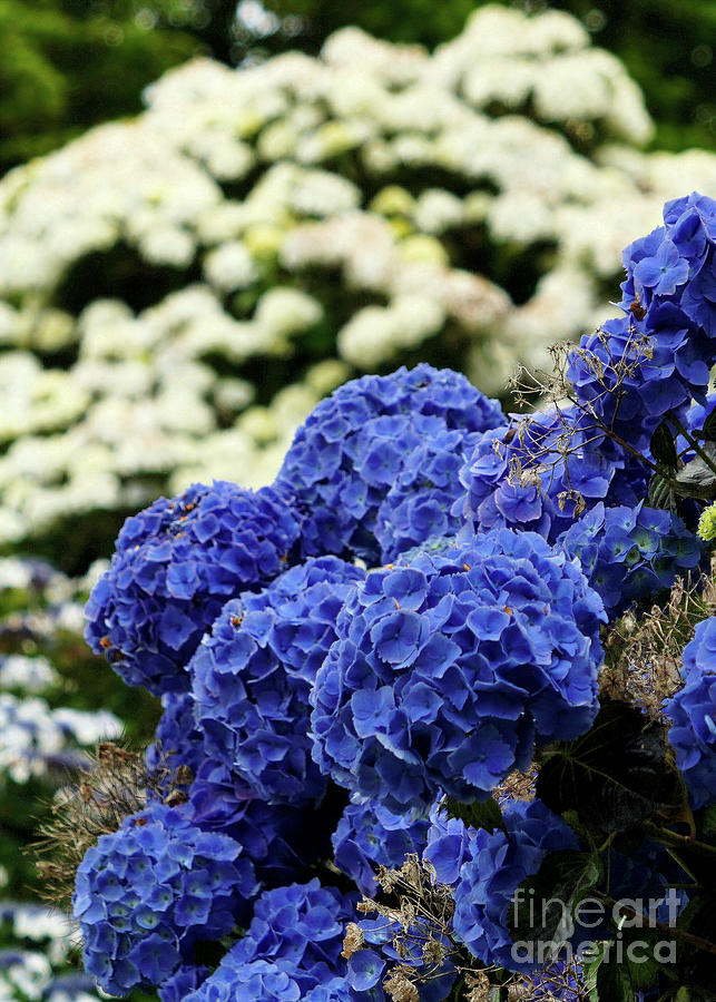 Blue and White Hydrangeas Photograph by Carol Bilodeau | Fine Art America