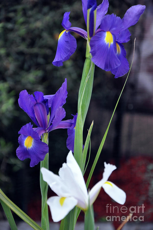 Blue and white, Iridaceae, Dutch Iris, is a spring flowering bulb. Photograph by Milleflore Images