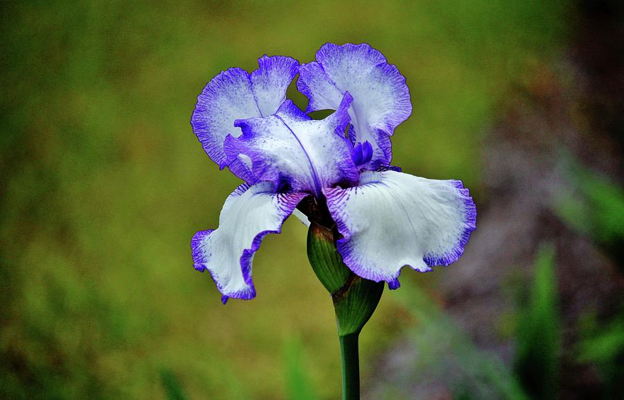 Iris Photograph - Blue And White Iris  by Cynthia Guinn