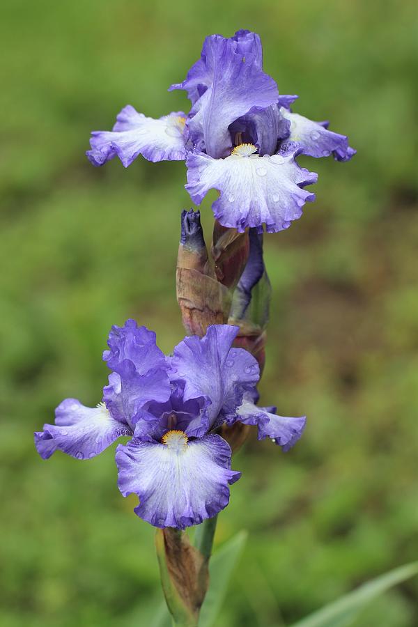 Blue And White Iris II Photograph