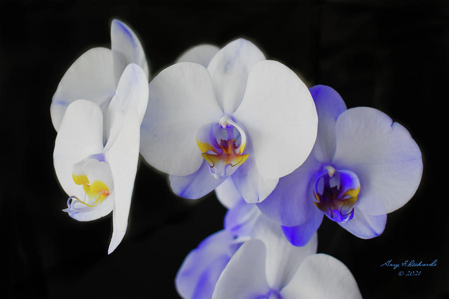 Blue And White Orchid 1 Photograph