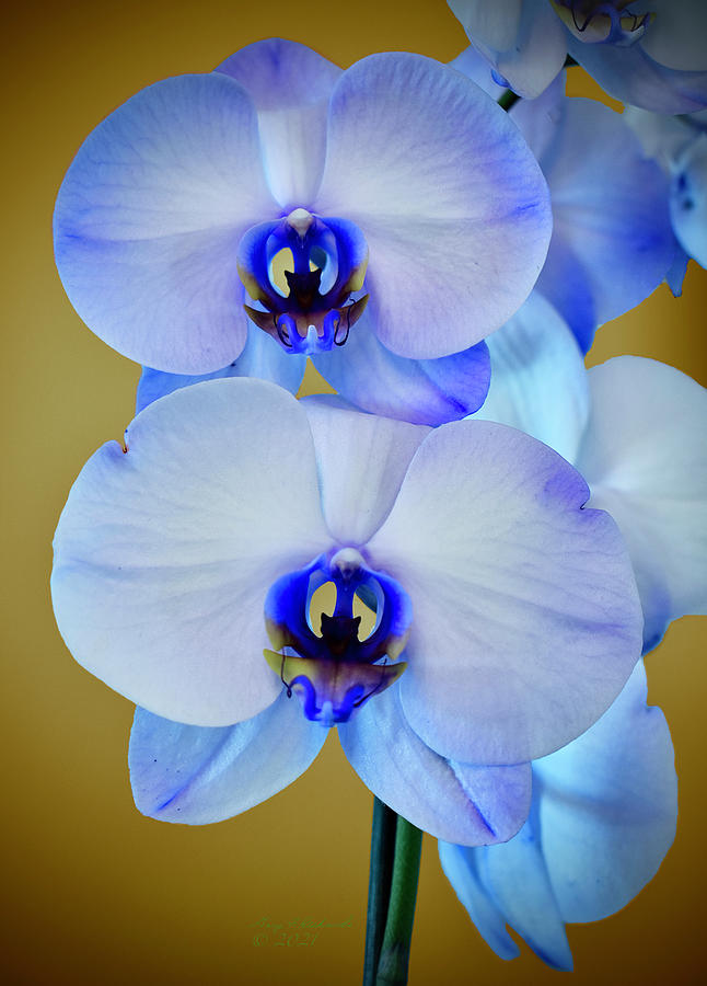 Blue And White Orchid Gold Bkg Photograph