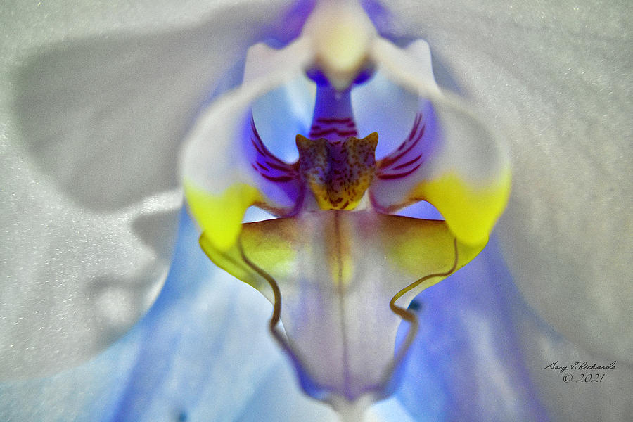 Blue And White Orchid Macro 1 Photograph