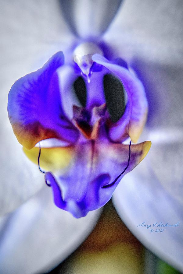 Blue And White Orchid Macro 3 Photograph