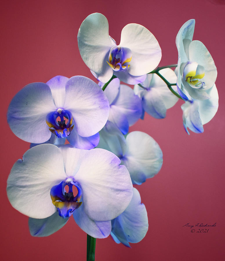 Blue And White Orchid On Magenta Photograph