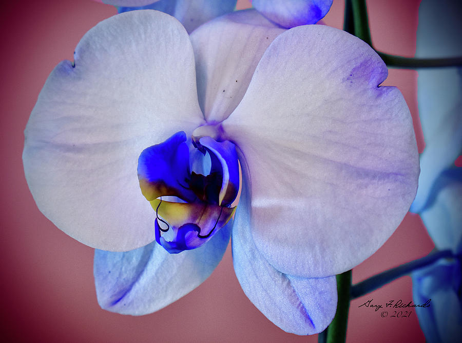 Blue And White Orchid Single Rose Bkg Photograph