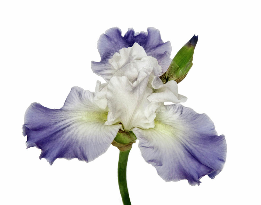 Blue and White Summer Blooming Iris on White Photograph by David and Carol Kelly