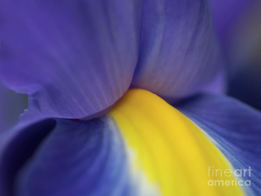 BLUE AND YELLOW ABSTRACT, IRIS MACRO PHOTOGRAPHY-MICRO PART OF FLOWER, VIVID BRIGHT optimistic Photograph by Tatiana Bogracheva