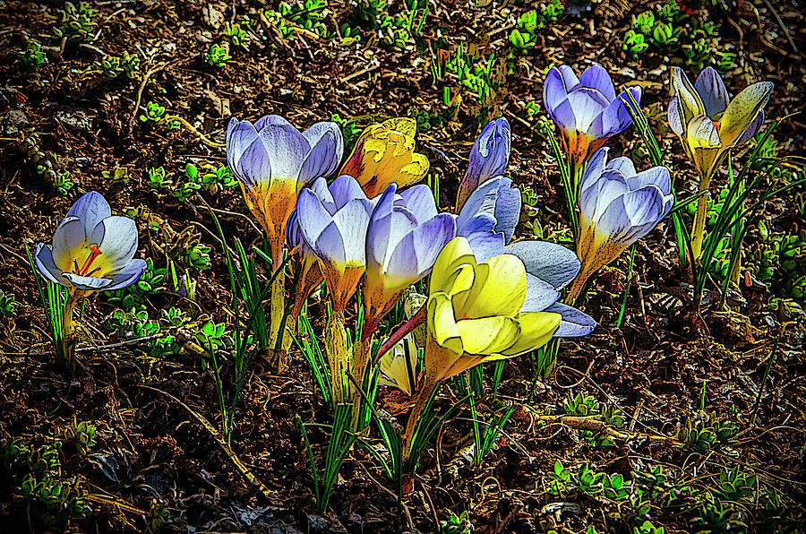 Blue And Yellow Crocus Photograph