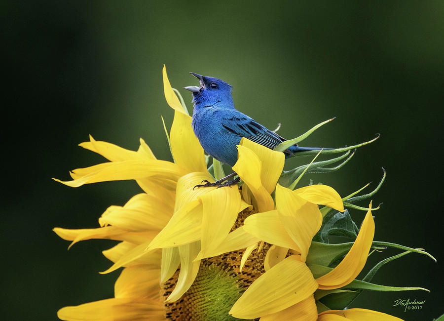 Blue and Yellow Photograph by Don Anderson