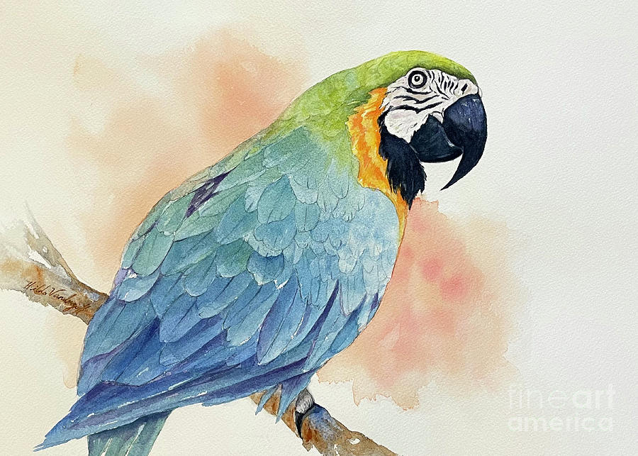 Macaw Painting - Blue and Yellow Macaw Bird by Hilda Vandergriff
