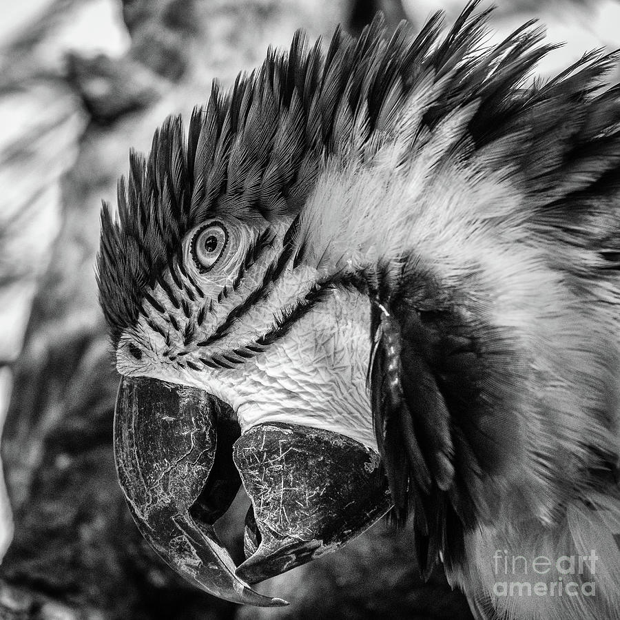 Blue and yellow macaw black and white portrait Photograph by Lyl Dil Creations