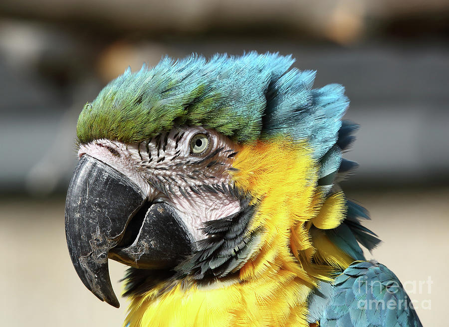Blue and Yellow Macaw - closeup Portrait Photograph by Maria Gaellman