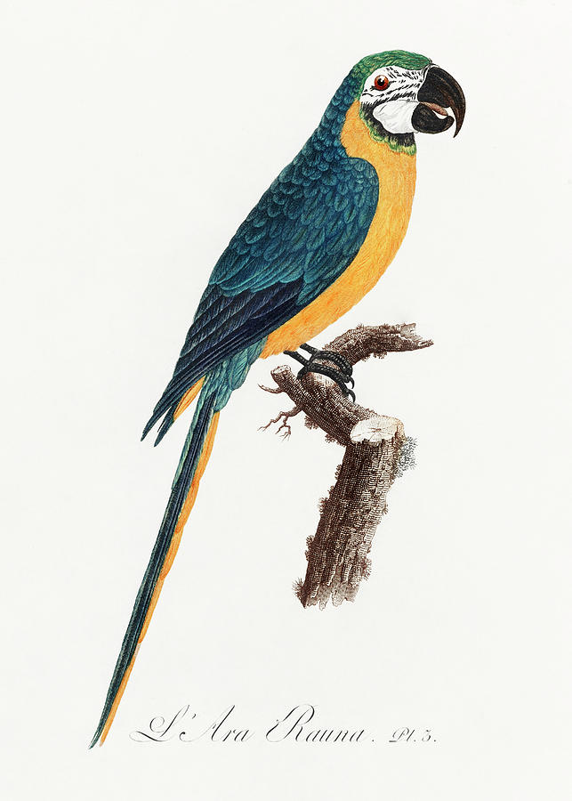 Blue And Yellow Macaw Mixed Media by World Art Collective