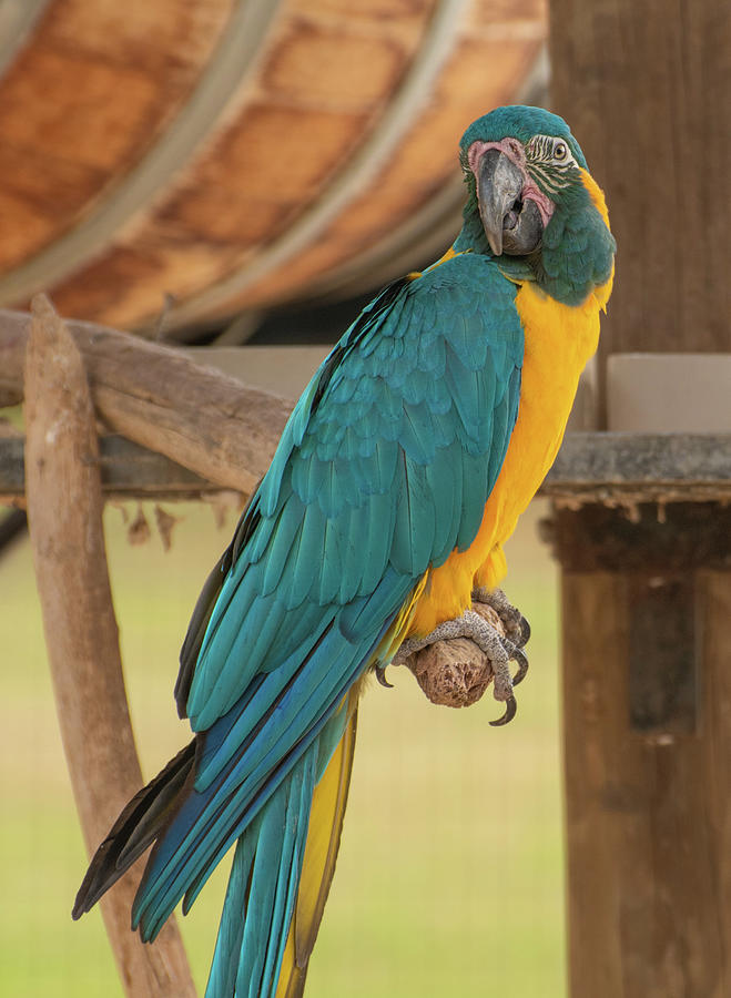 Blue And Yellow Macaw Photograph