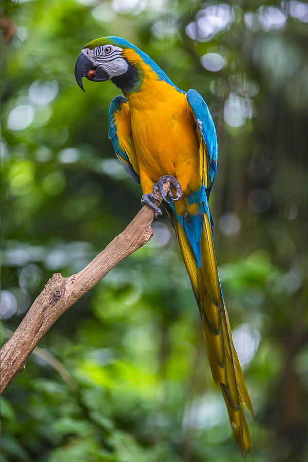 Blue-and -yellow Macaw Photograph by Manoj Shah