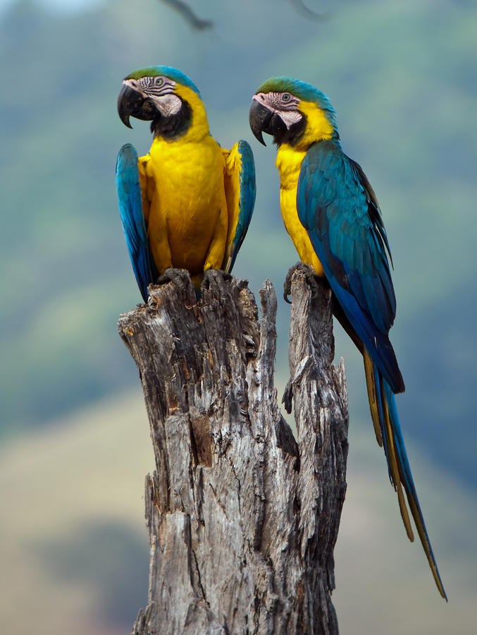 Blue-and-yellow Macaw pair Photograph by Nigel Voaden
