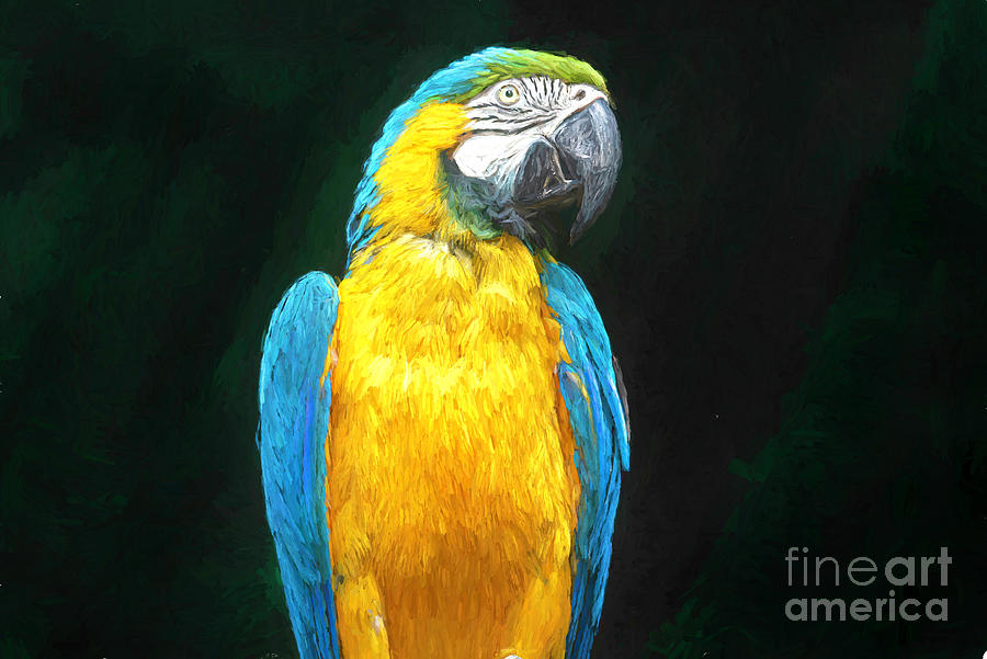 Blue And Yellow Macaw Digital Art