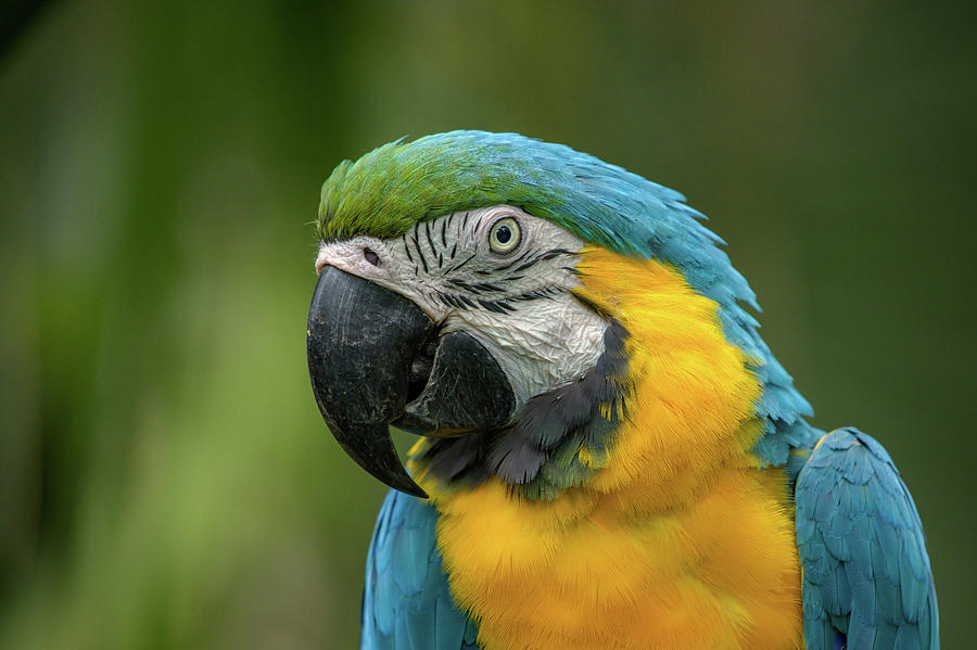 Blue and Yellow Macaw Photograph by Robert J Wagner - Fine Art America