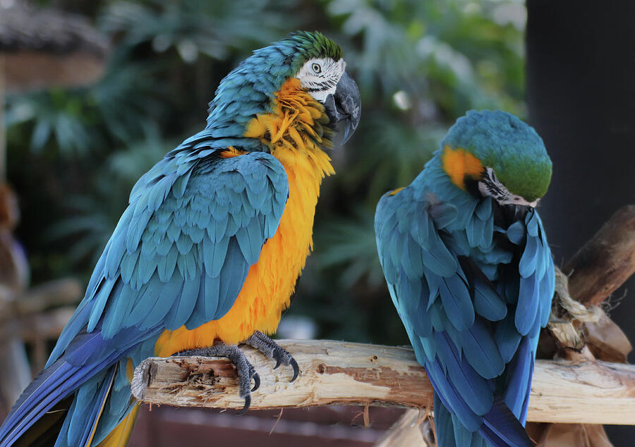 Blue and Yellow Macaws Photograph by David T Wilkinson