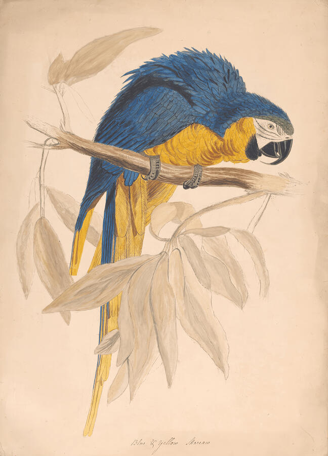 Blue and Yellow Maccaw - Edward Lear Digital Art by Samuel HUYNH Blue and Yellow Maccaw - Edward Lear Digital Art by Samuel HUYNH
