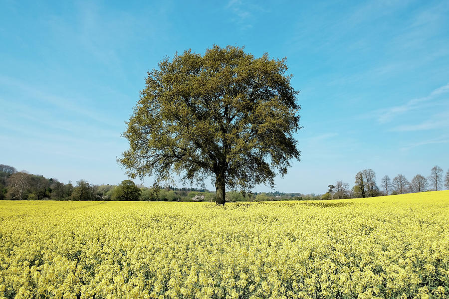 Blue and Yellow. Photograph by Plus Pics | Pixels