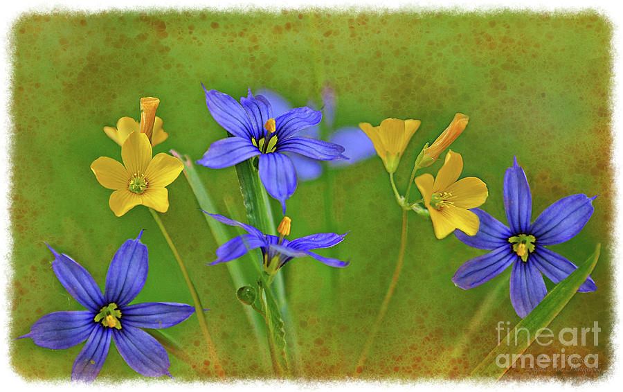 Blue and Yellow Wildflowers - 1 Photograph by Debbie Portwood - Fine ...