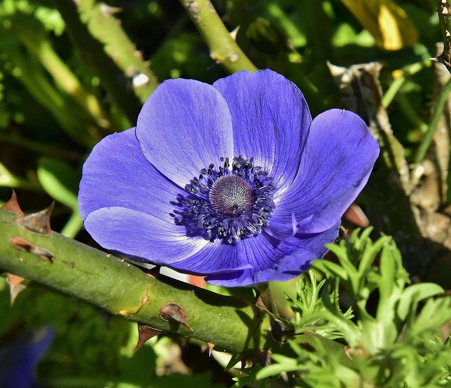 Blue Anemone 1 Photograph by Linda Brody