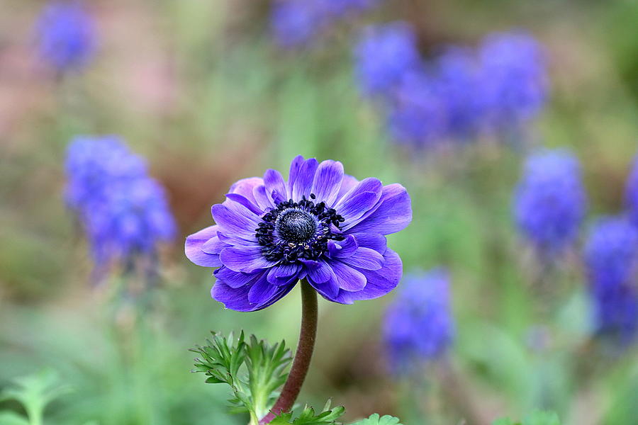 Blue Anemone and Muscari Photograph by Sheila Brown