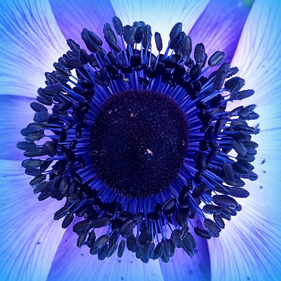 Flowers Still Life Photograph - Blue Anemone Closeup by Angel One