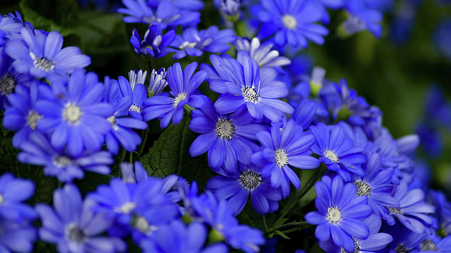 Blue Photograph by Anthony Pisarek - Fine Art America