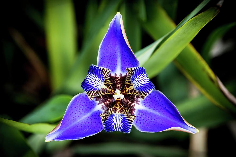 Blue Apostle Flower-Walking Iris Photograph by Bradford Martin