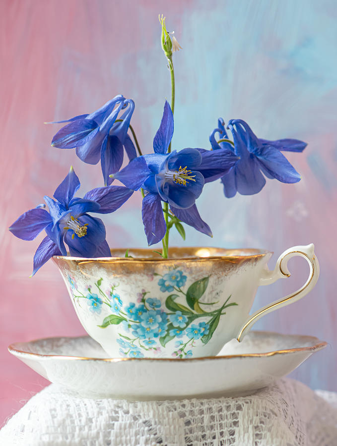 Blue Aquilegia in a Teacup Photograph by Maggie Terlecki