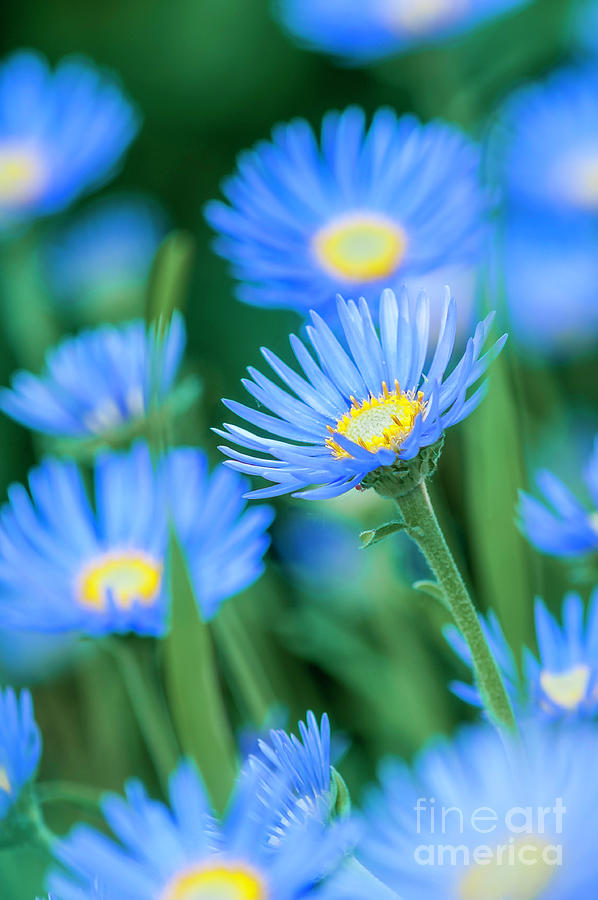 Blue aster flowers Photograph by Michael Wheatley