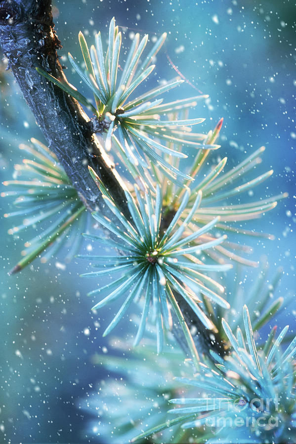 Blue Atlas Cedar Branch Dressed For Winter Photograph