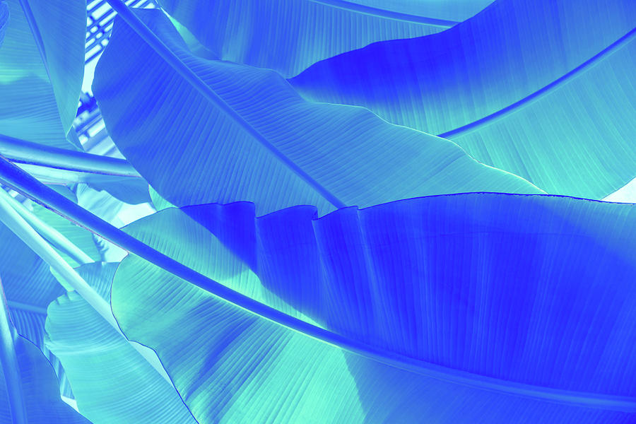 Blue Banana - Reimagined Tropical Biophilia Photograph by Georgia Mizuleva
