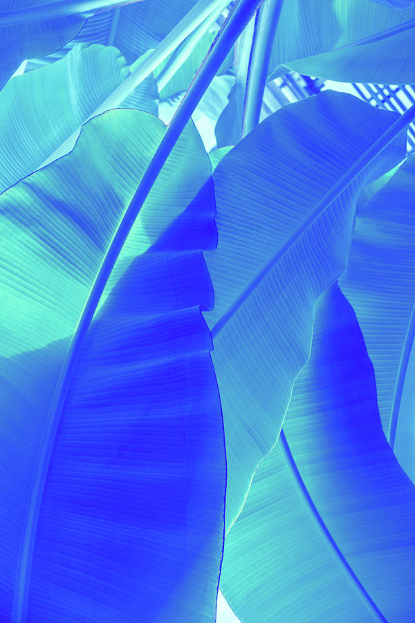 Blue Banana - Reimagined Tropical Biophilia - Portrait Variant Photograph
