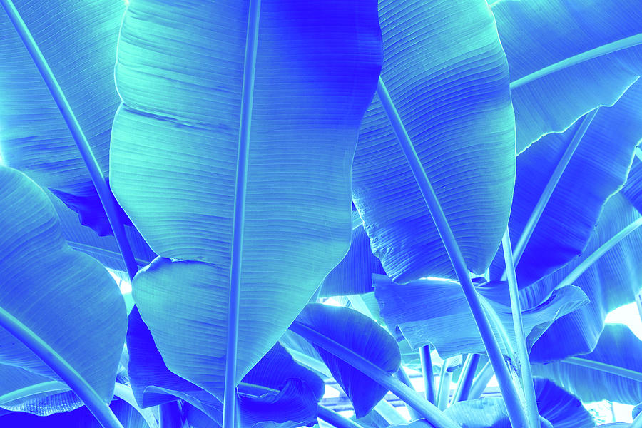 Blue Bananas - Re-Imagined Tropical Biophilia Photograph by Georgia Mizuleva