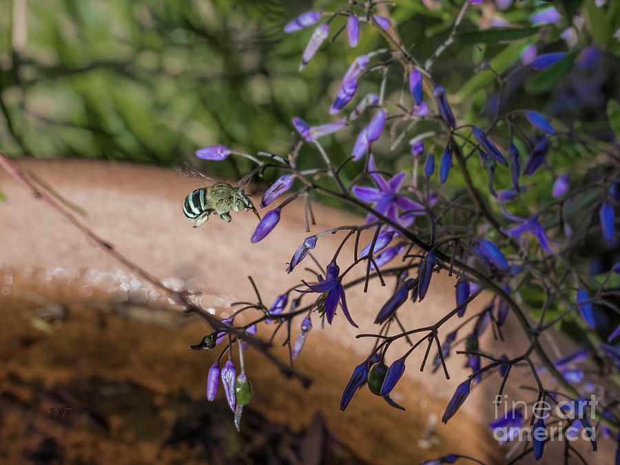 Blue Banded Bee - Amegilla cingulata and Dianella caerulea Photograph by Elaine Teague
