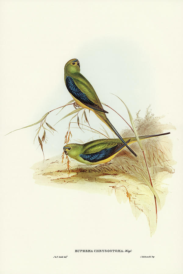 John Gould Drawing - Blue-banded Grass-Parakeet, Euphema chrysostoma by John Gould