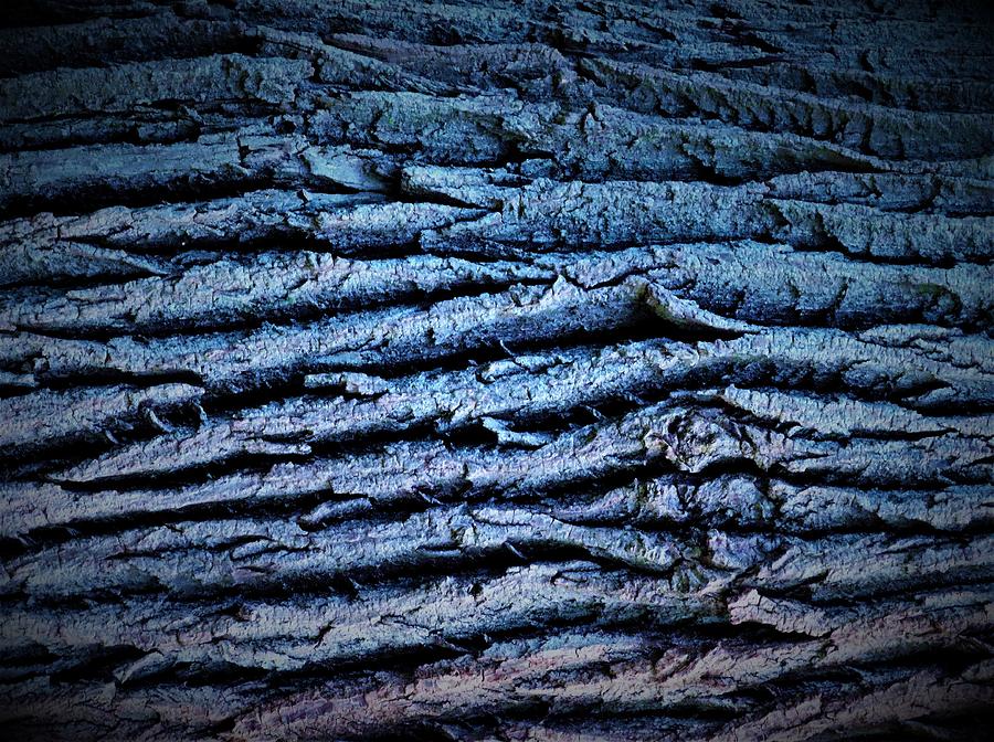 Blue Bark Abstract Photograph by Linda Stern