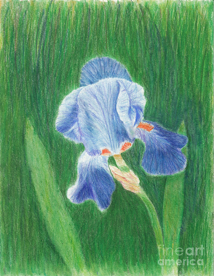 Blue Bearded Iris Drawing Drawing by Conni Schaftenaar