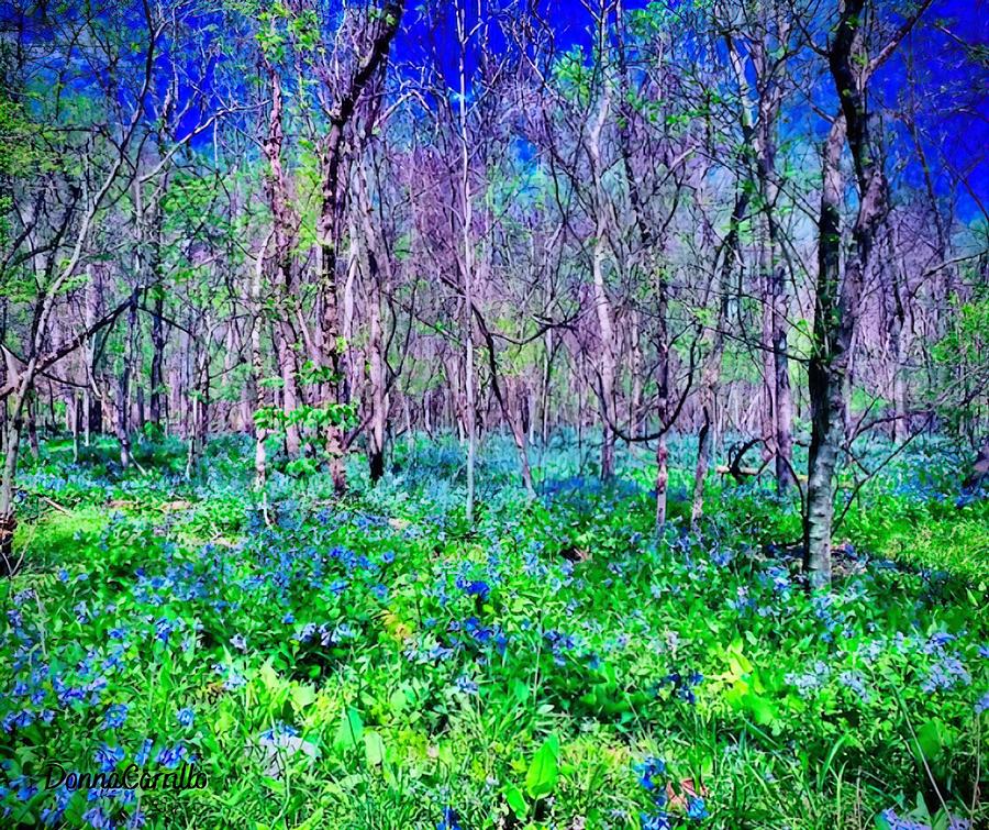 Blue Bells Forest Photograph by Donna Carrillo